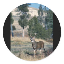 White-tailed deer buck stickers