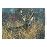White-tailed Deer Card