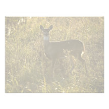 White-tailed deer custom invitations