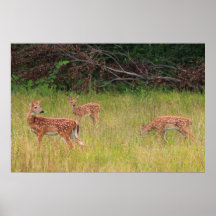 White tailed Deer Fawn Triplets Posters