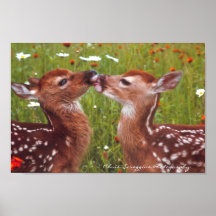 White-tailed Deer Fawns Posters