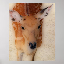 'White-tailed Deer Greeting' Print
