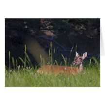 White-tailed Deer in Morning Light Card