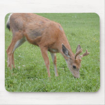 White Tailed Deer Mouse Pad