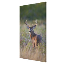white-tailed deer Odocoileus virginianus) 2 Canvas Print