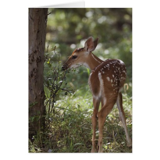 White-tailed Deer, Odocoileus virginianus, 2 Card