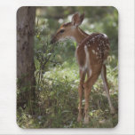White-tailed Deer, Odocoileus virginianus, 2