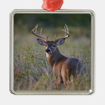 white-tailed deer Odocoileus virginianus) 2 Christmas Tree Ornaments