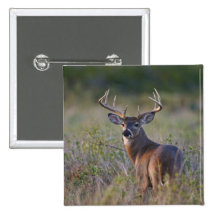 white-tailed deer Odocoileus virginianus) 2 Pins