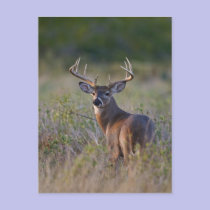 white-tailed deer Odocoileus virginianus) 2 postcards