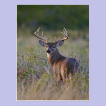 white-tailed deer Odocoileus virginianus) 2 postcards