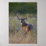 white-tailed deer Odocoileus virginianus) 2 Posters