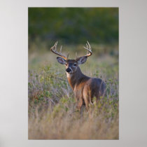 white-tailed deer Odocoileus virginianus) 2 Posters