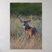 white-tailed deer Odocoileus virginianus) 2 Posters