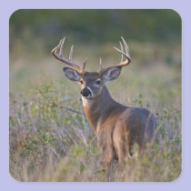 white-tailed deer Odocoileus virginianus) 2 stickers