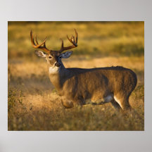 White-tailed Deer (Odocoileus virginianus) adult Print