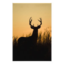 white-tailed deer Odocoileus virginianus)