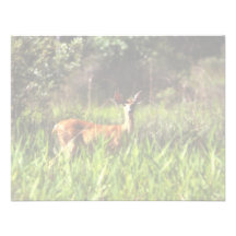 White-tailed Deer Personalized Invite