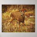 White Tailed Deer posters