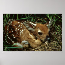 White-tailed Deer Print