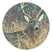 White-tailed Deer Stickers