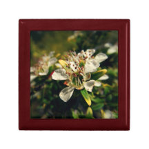 White Tea Tree Blossom jewelry or gift box