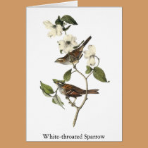 White-throated Sparrow - John Audubon cards