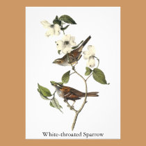 White-throated Sparrow - John Audubon invitations