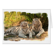 white-tiger-26.jpg greeting cards