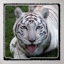 white tiger 2 11x11 poster