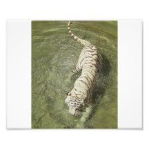 White Tiger 2 Photographic Print