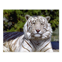 White Tiger 9 Postcard