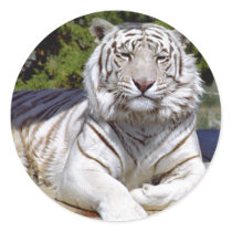 White Tiger 9 Stickers
