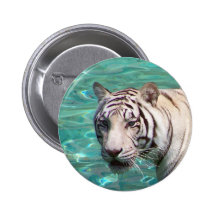 White tiger against blue water walking photograph pins