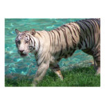 White tiger against blue water walking photograph personalized announcements