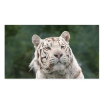 WHITE TIGER BUSINESS CARD TEMPLATES