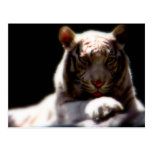 White Tiger Mirage Post Cards