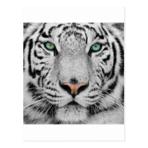 White Tiger Post Cards