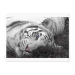 White tiger postcards