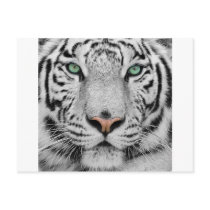 White Tiger