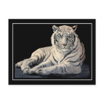 White Tiger Post Cards