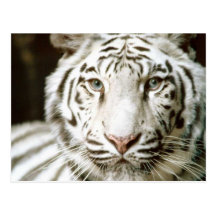 White Tiger Postcard