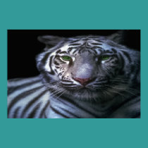 White tiger poster posters