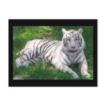 White Tiger with Blue Eyes Licking Nose Postcard