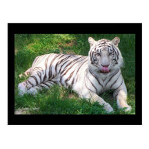 White Tiger with Blue Eyes Licking Nose Postcard
