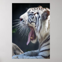 White Tiger Yawn - San Diego Zoo Poster