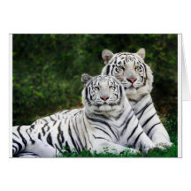 White Tigers Greeting Card