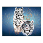 White Tigers -Postcard