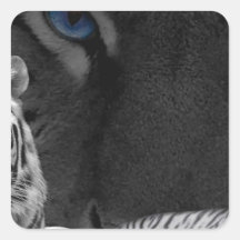 White Tigers Stickers