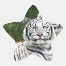 White Tigers Stickers